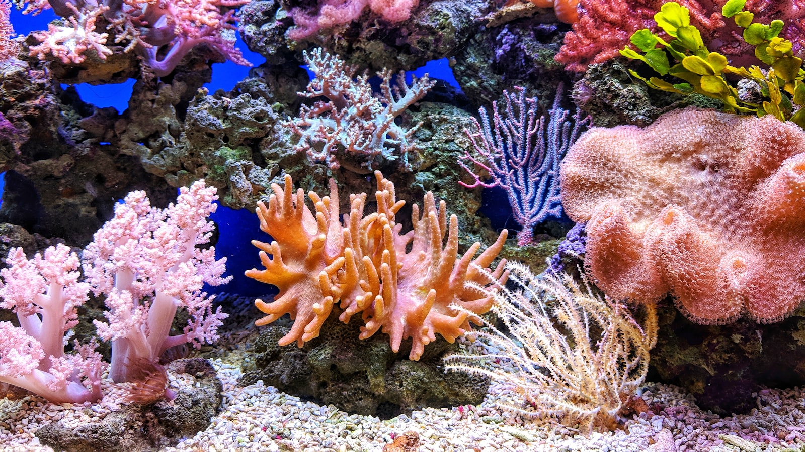 Aquarium filter equipment on a tank