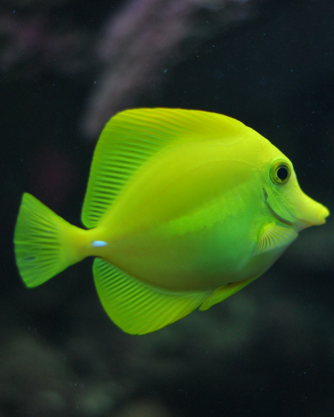 A vibrant reef aquarium full of coral and colourful marine fish