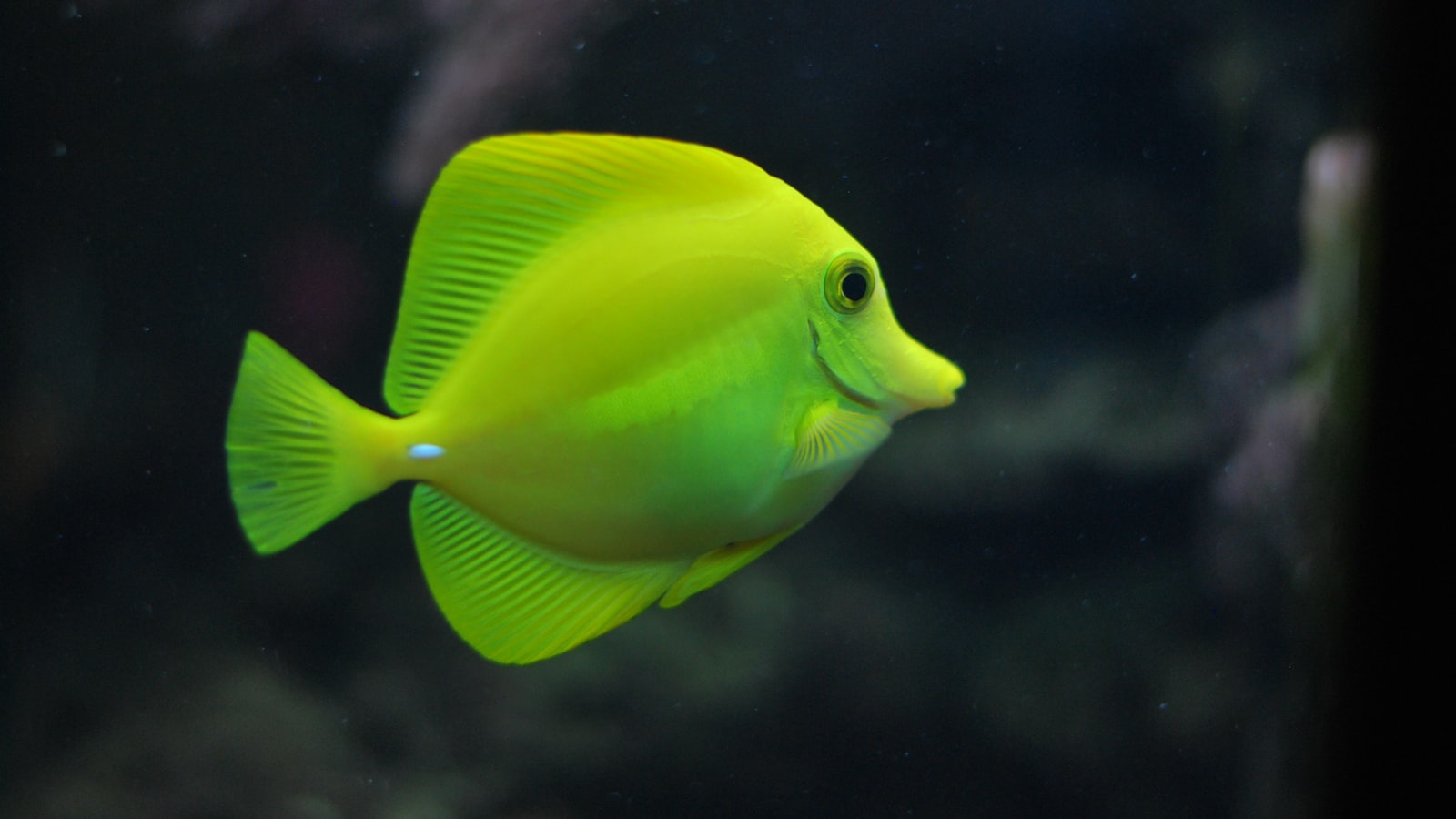 Brightly colored guppies swimming near plants