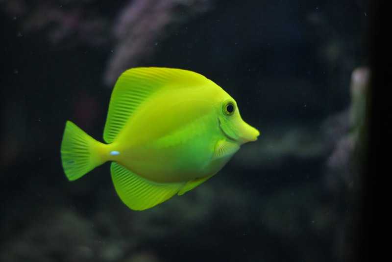 Brightly colored guppies swimming near plants